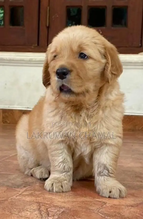 High Quality Golden Retriever Puppies