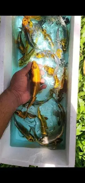 Koi Fish