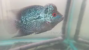 Flower Horn