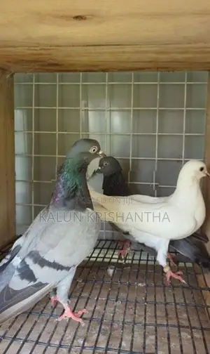 Pigeon