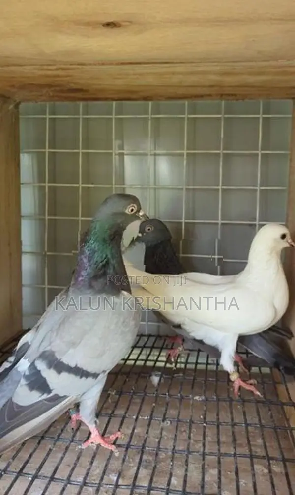 Pigeon
