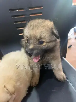 Pomeranian Puppy