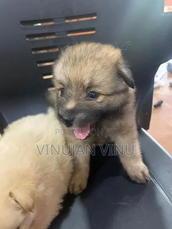 Pomeranian Puppy