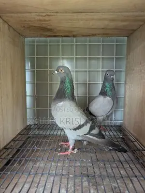 Pigeon
