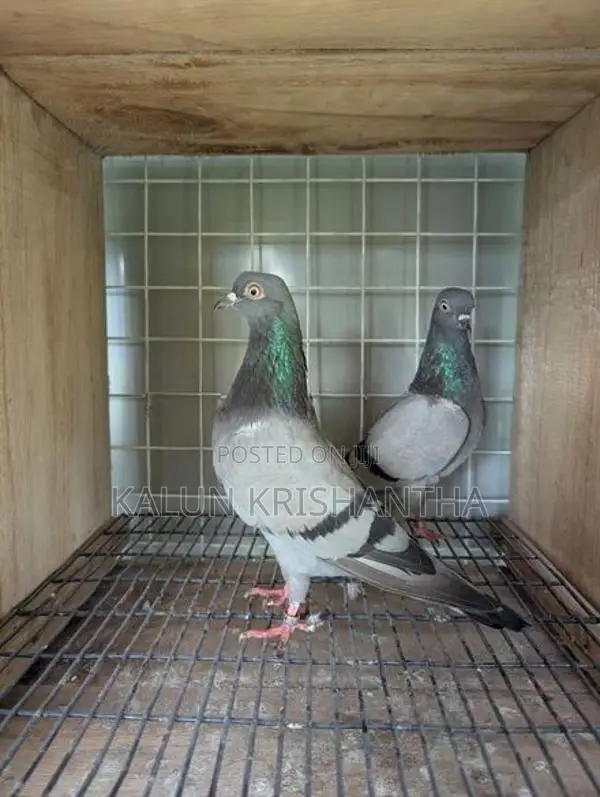 Pigeon