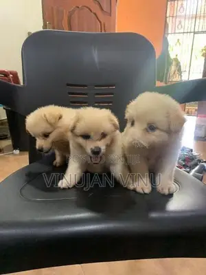Pomeranian Puppy
