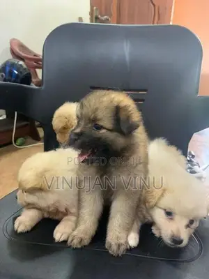 Pomeranian Puppy