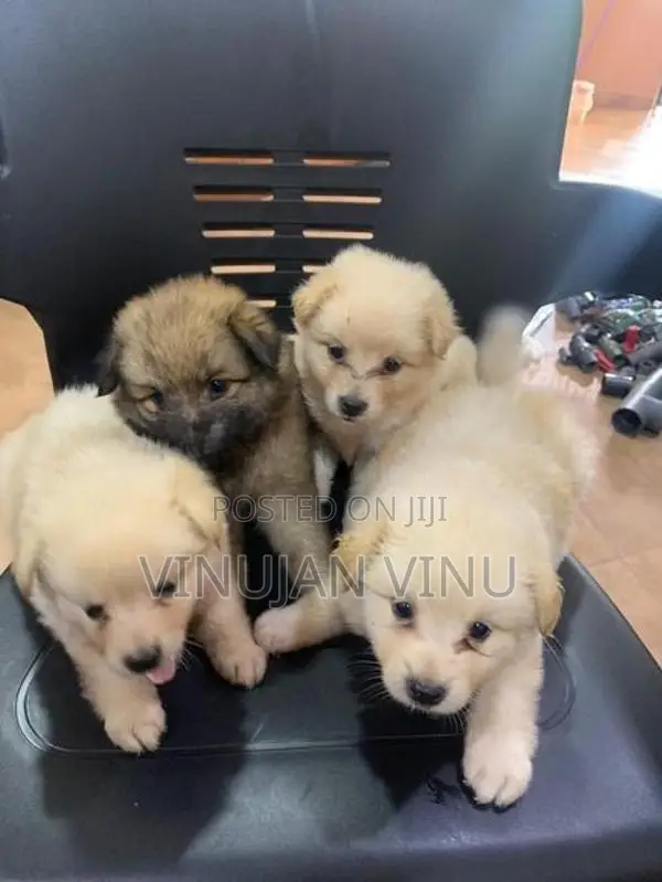 Pomeranian Puppy