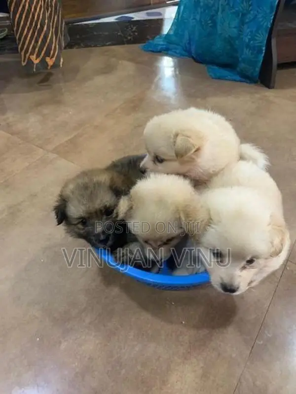 Pomeranian Puppy
