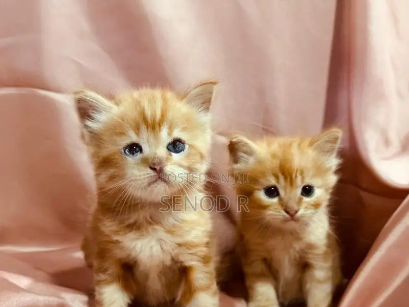 Persian Kittens