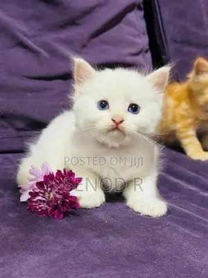 Persian Kittens