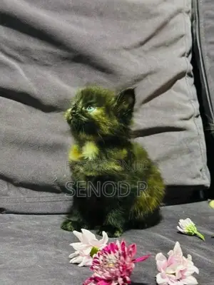Persian Kittens
