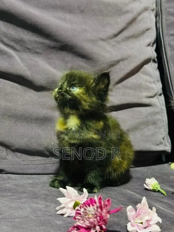 Persian Kittens