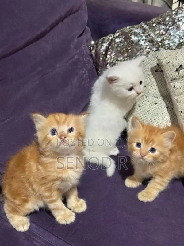 Persian Kittens