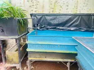 Fish Tanks
