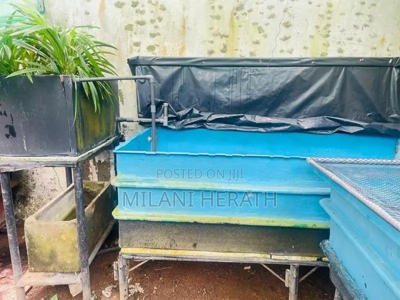 Fish Tanks
