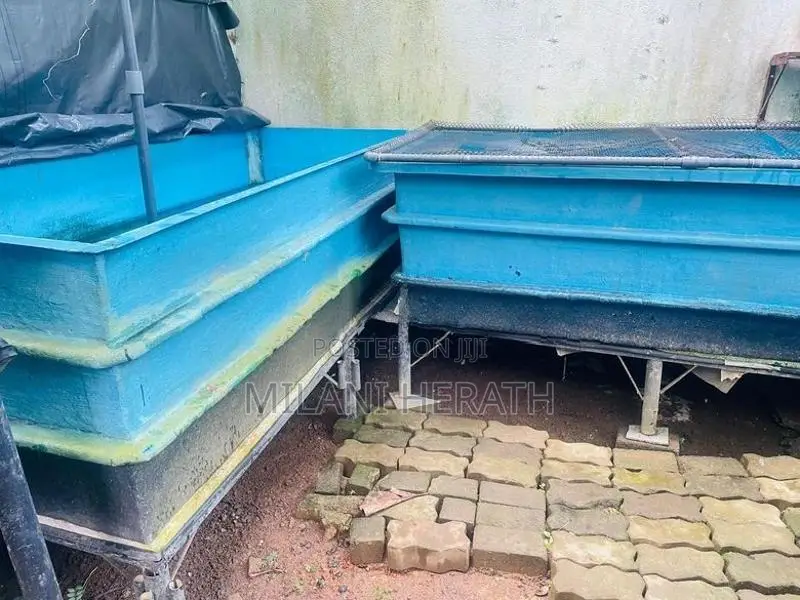 Fish Tanks