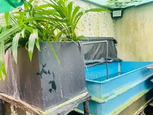 Fish Tanks