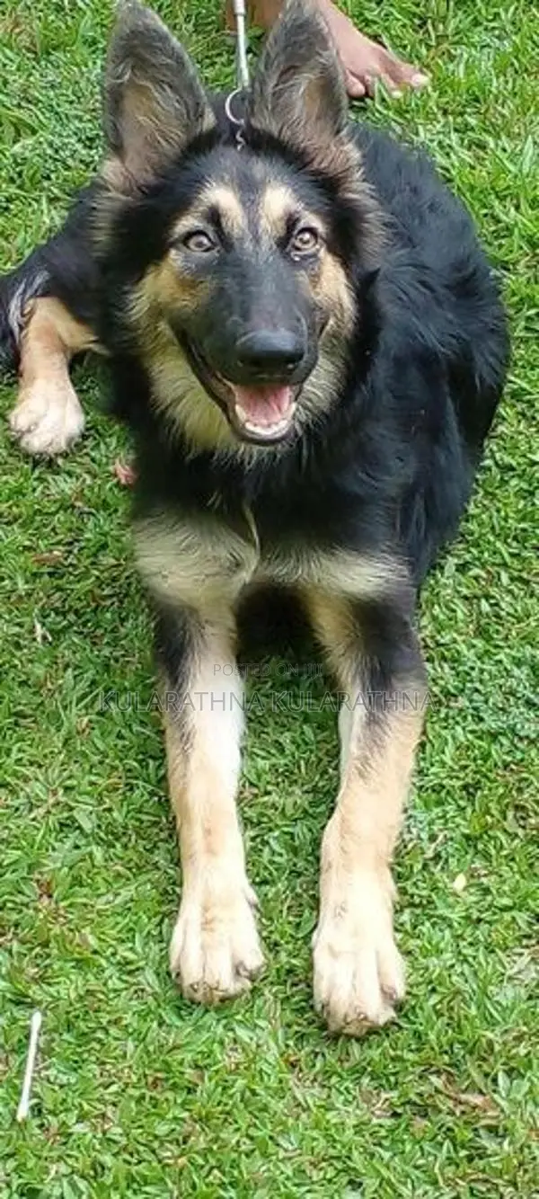 German Shepherd