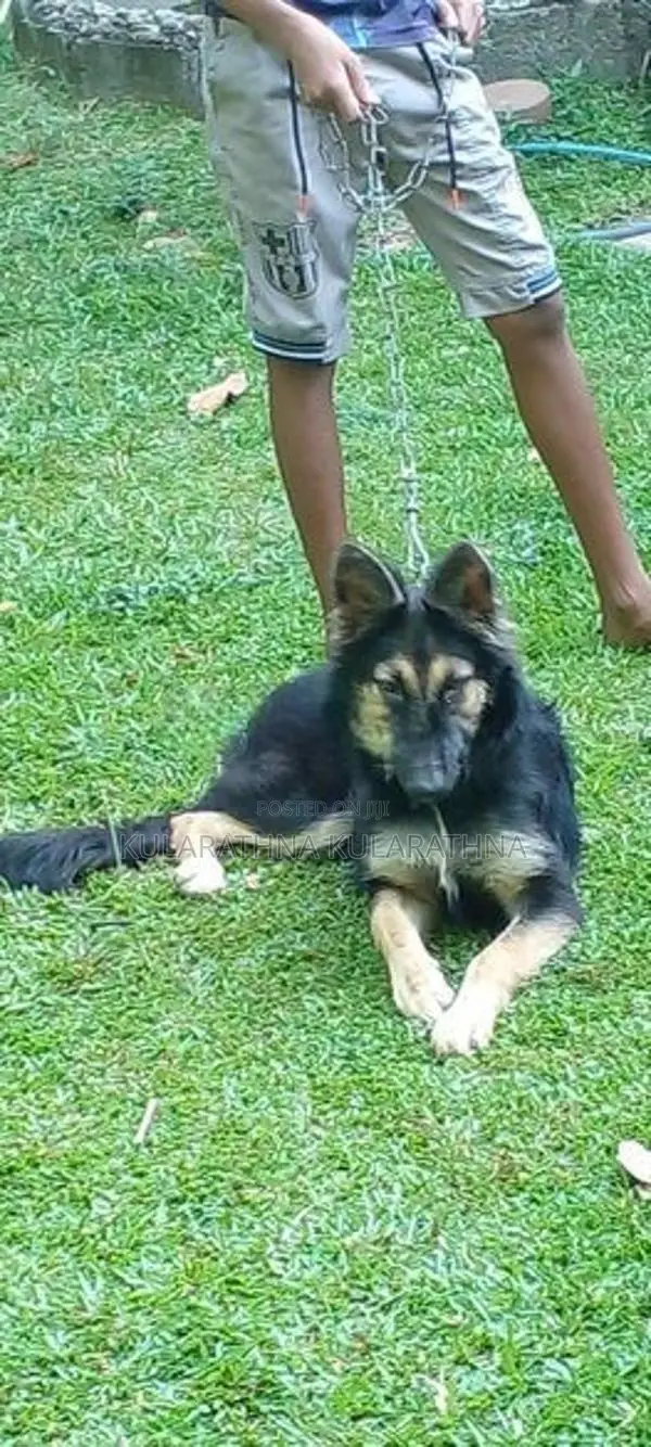 German Shepherd