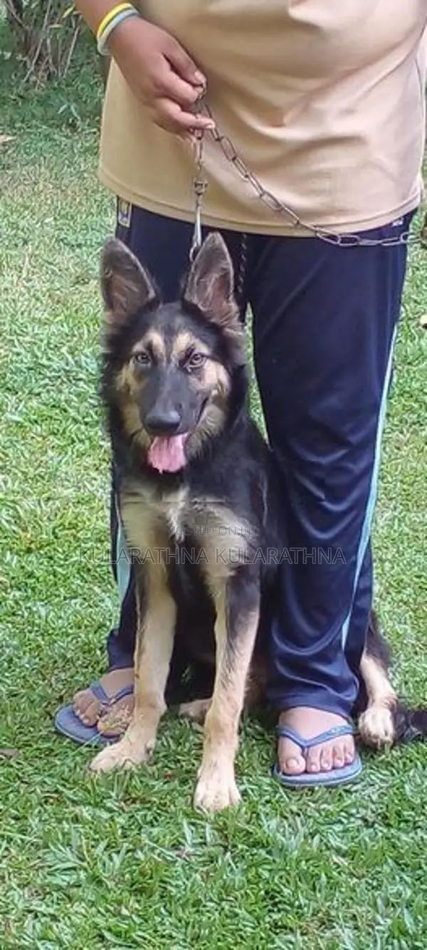 German Shepherd