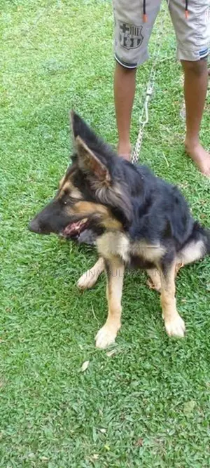 German Shepherd