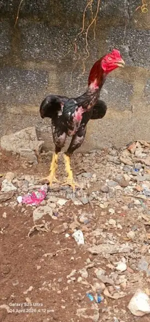 Rooster