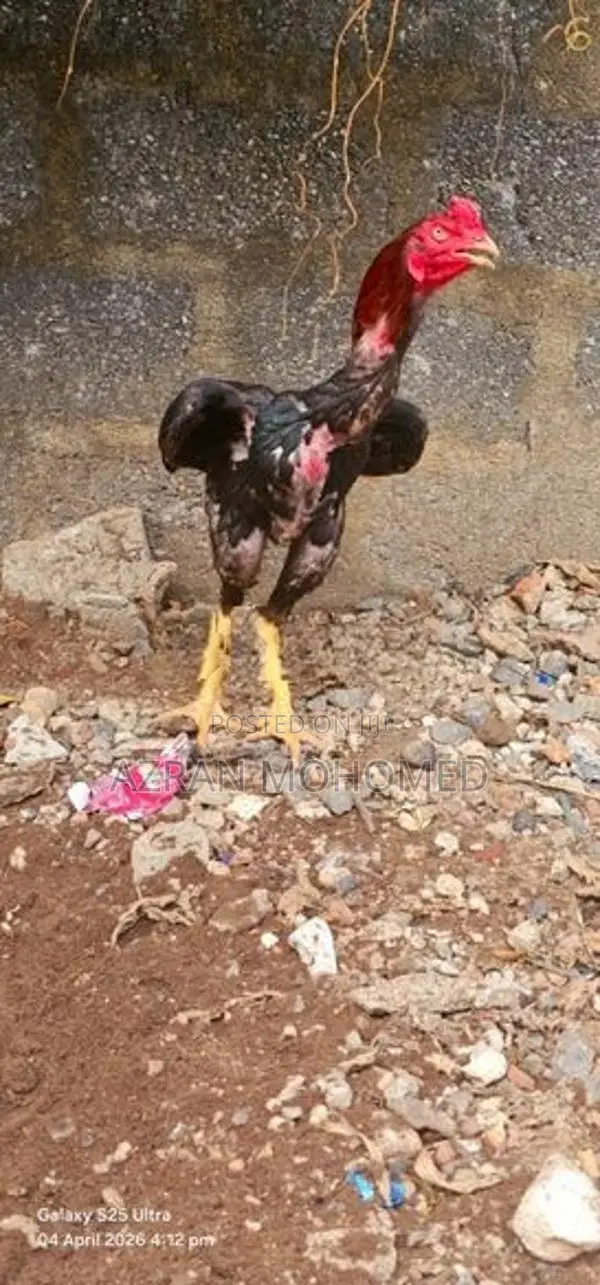 Rooster