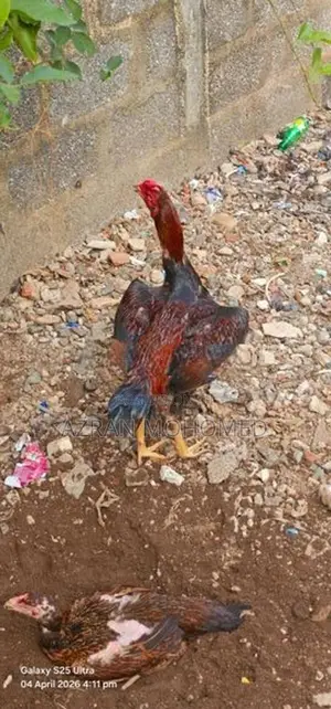 Rooster