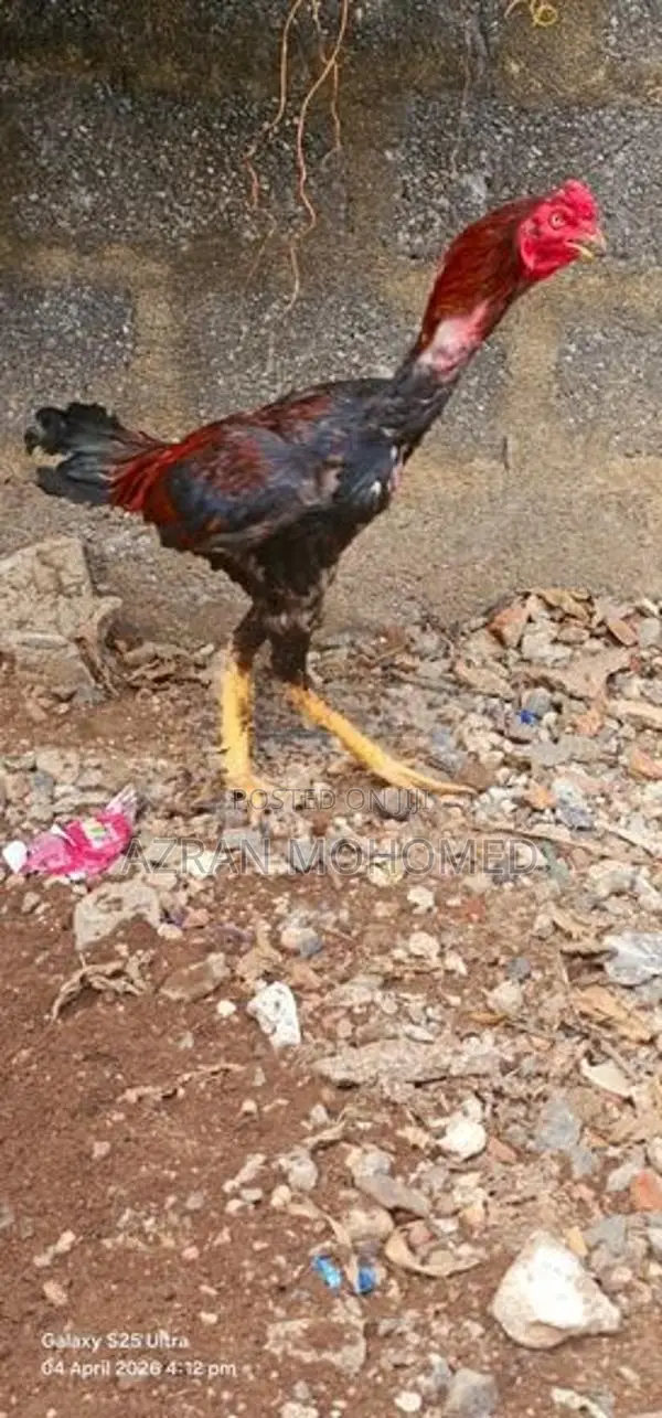 Rooster