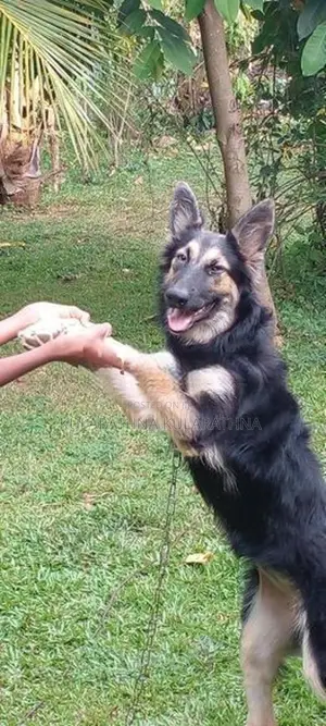 German Shepherd Puppy