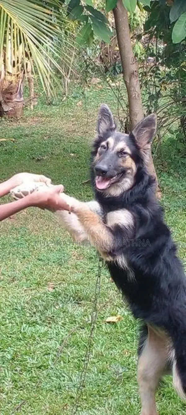 German Shepherd Puppy
