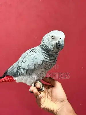 African Grey Parrot