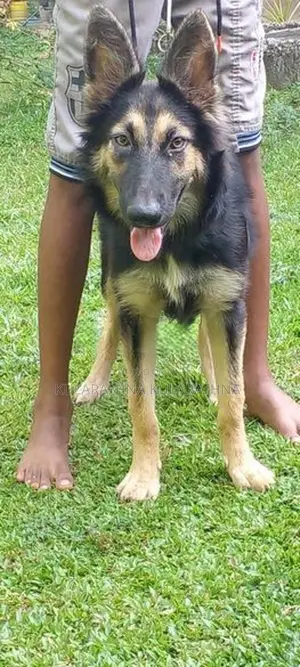 German Shepherd Puppy