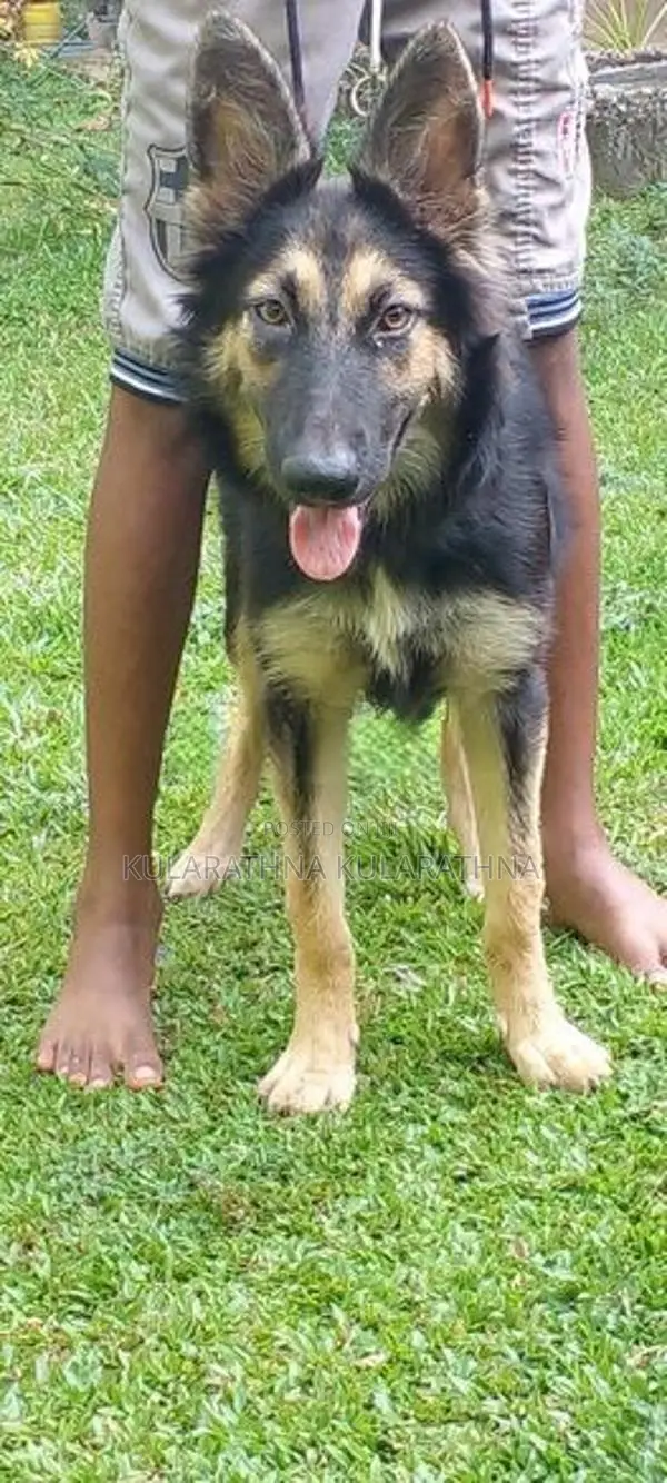 German Shepherd Puppy