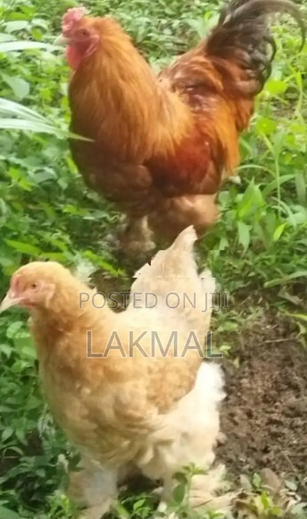 Brahma Kukulan