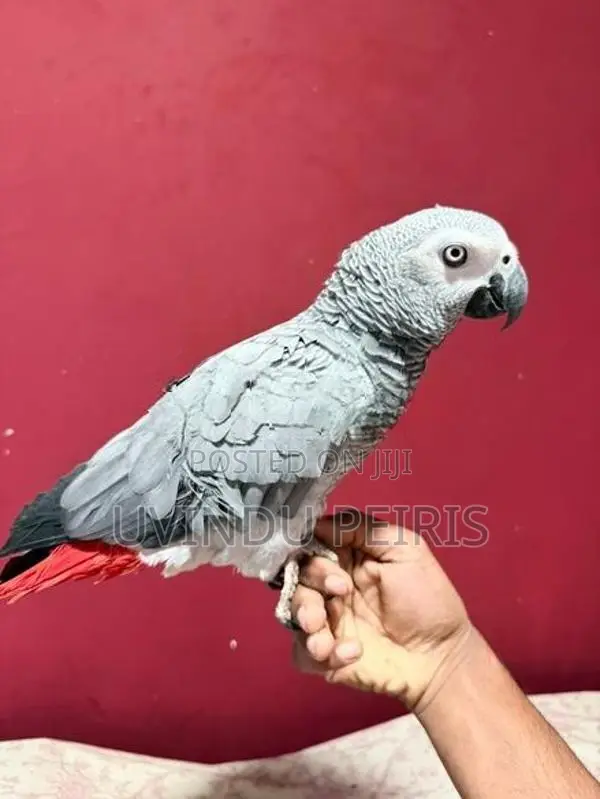 African Grey Parrot