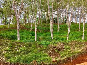 Land for Sale Habaraduwa