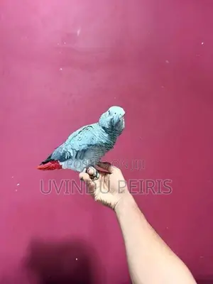 African Grey Parrot