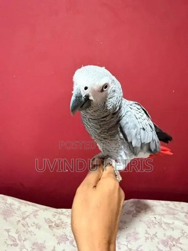 African Grey Parrot