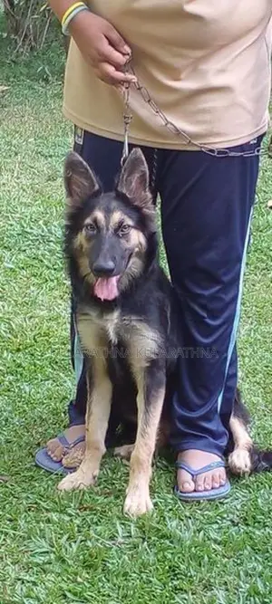 German Shepherd Puppy
