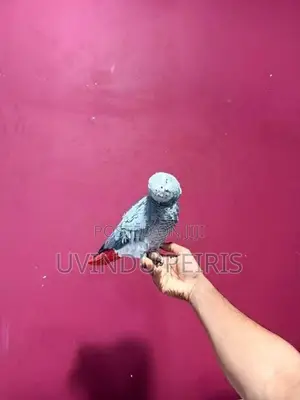 African Grey Parrot