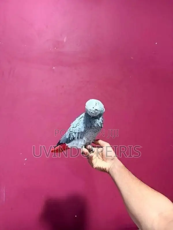 African Grey Parrot