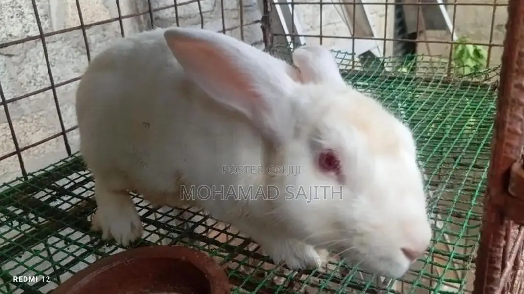 Male Rabbit