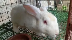 Male Rabbit