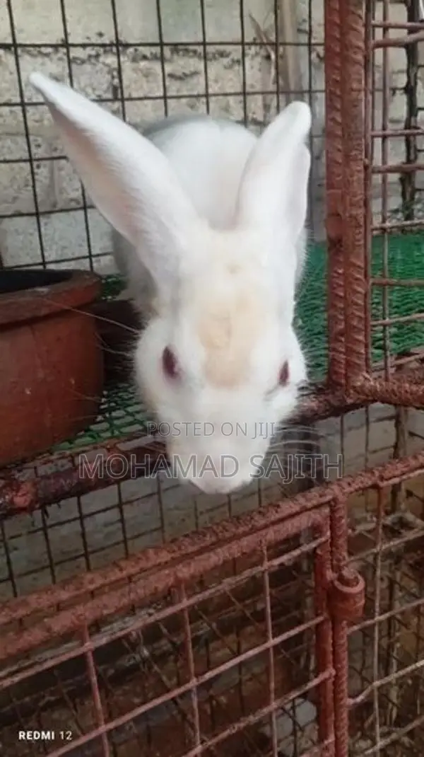 Male Rabbit