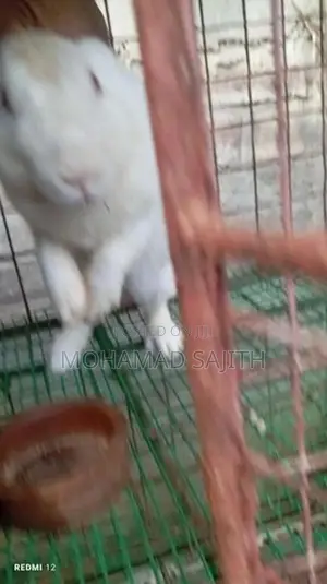 Male Rabbit