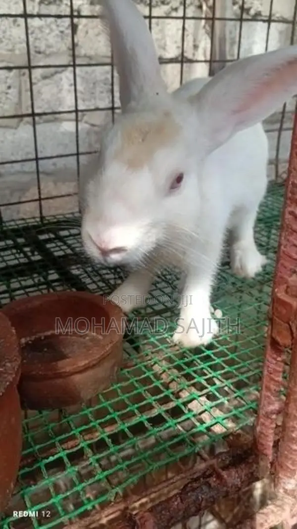 Male Rabbit