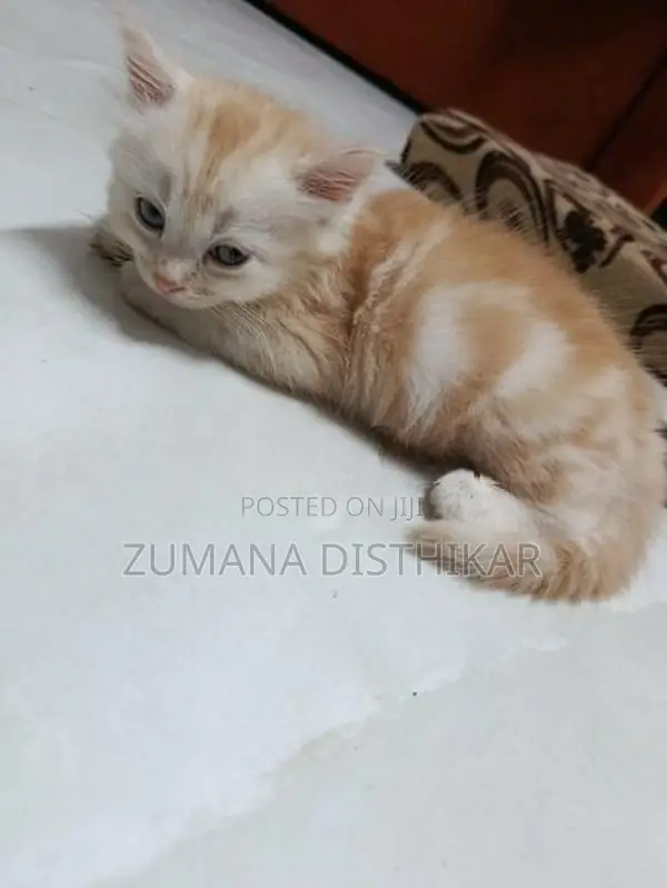 Persian Kitten