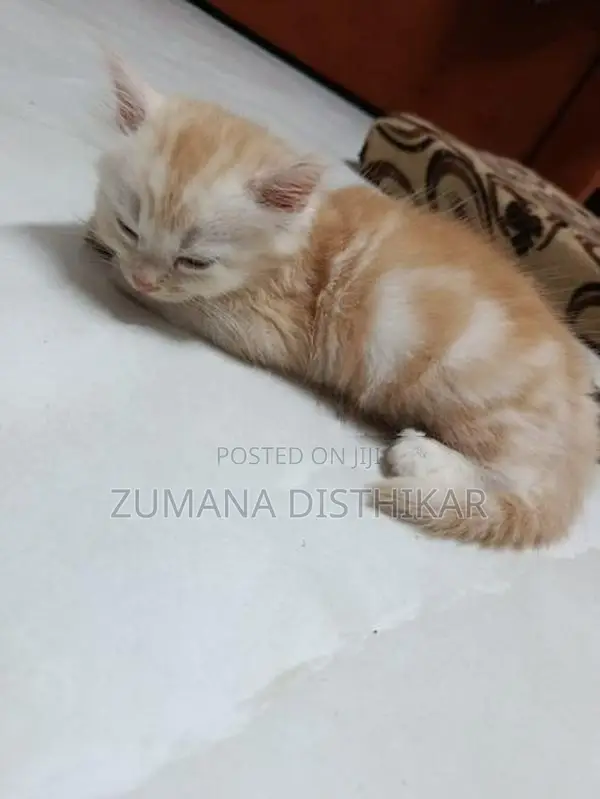 Persian Kitten